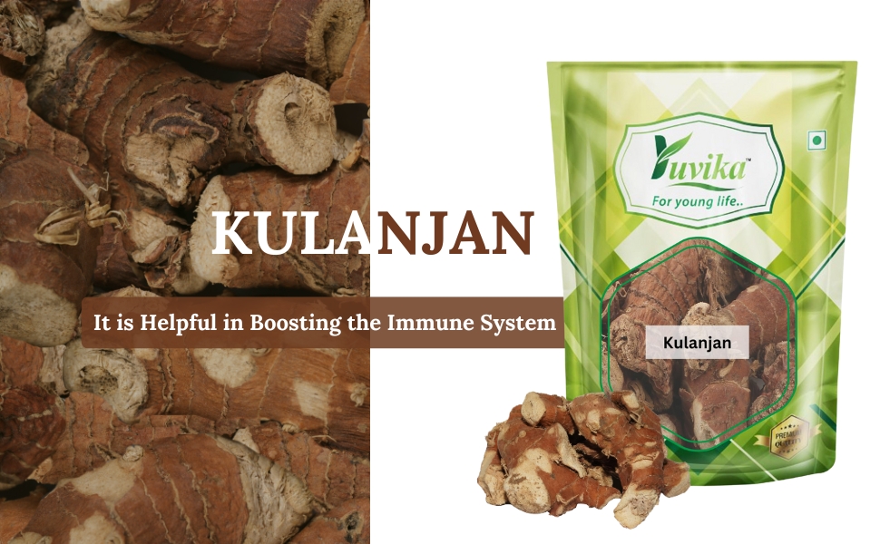 YUVIKA Kulanjan - Kulinjan - Paan Jadd - Siamese Ginger - Thai Ginger (400 Grams)