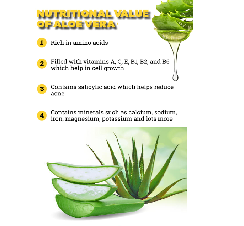 Freshly Harvested Green Organic Aloe Vera Leaf - Fresh Green Aloe Vera Leaf for Natural Wellness, Haircare, and Skincare - Extract Your Own 100% Pure and Chemical-Free Aloe Vera Gel - 1 Leaf