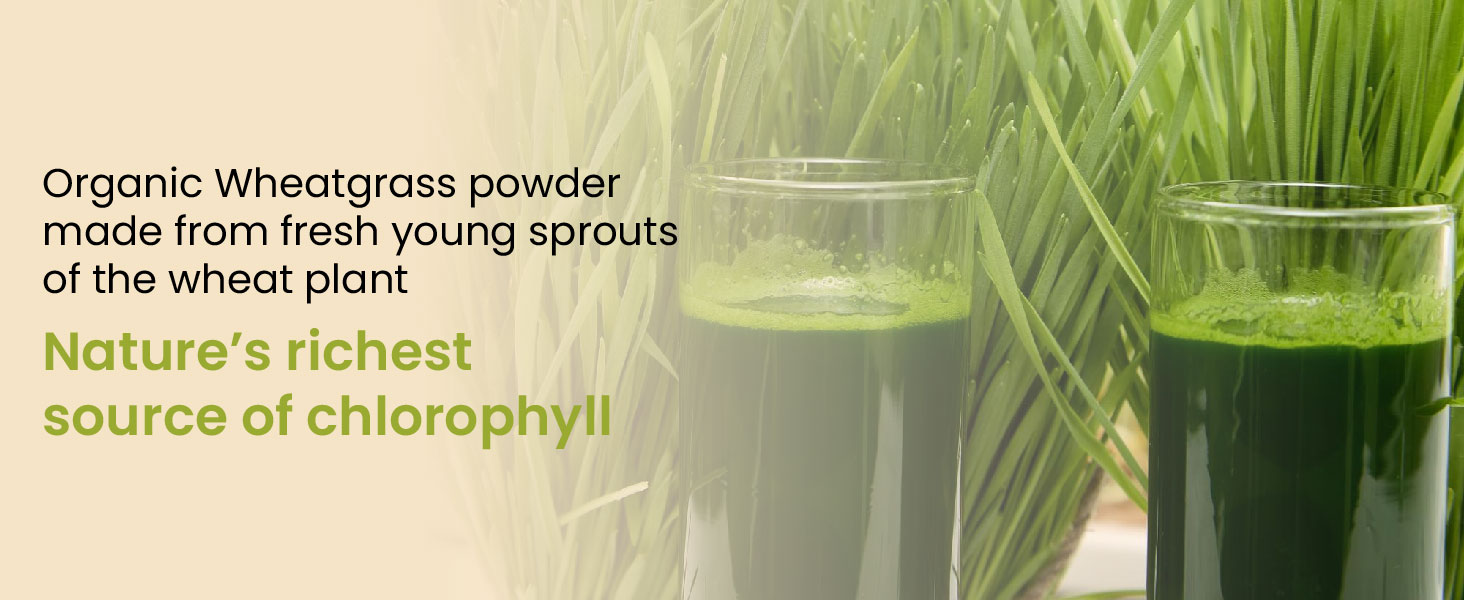 Vlado's Himalayan Organics Natural Organic Wheatgrass Powder | USDA Certified I Wheat Grass Powder | Organic Wheatgrass Juice | Ayurvedic Support For Natural Detox | Immunity Booster | Herbal Supplement - 100g