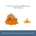 eclectic-herb-organic-turmeric-capsules--6.jpg