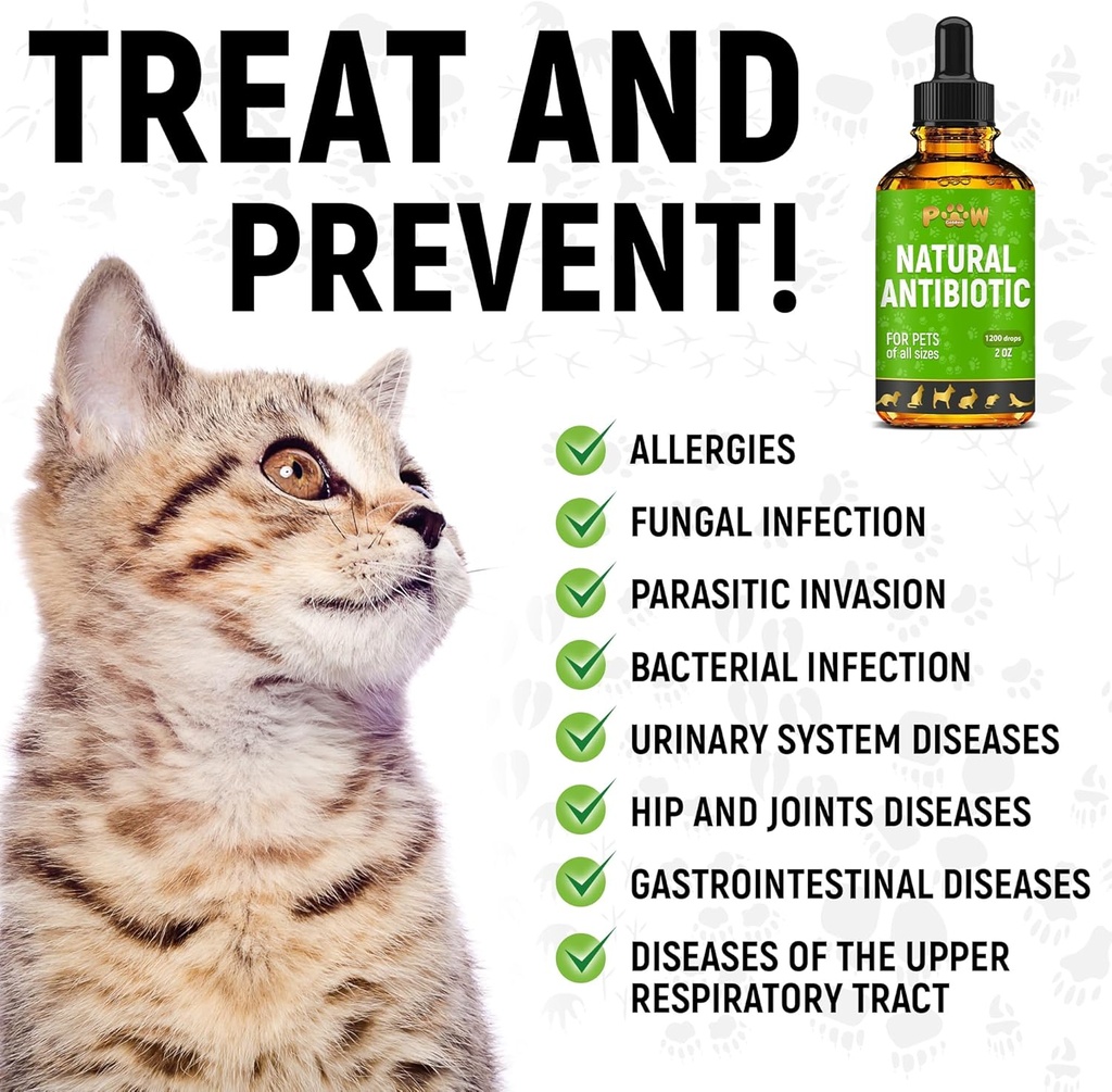 dog-antibiotics-for-infection-coughs-uti-6.jpg