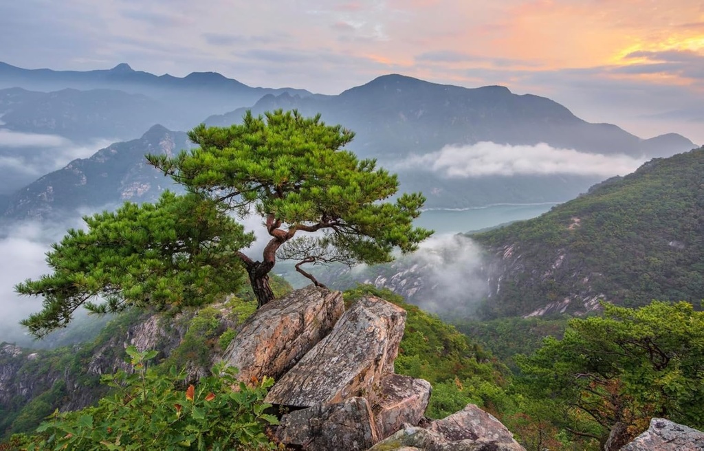 optimally-organic-red-pine-needle-oil-ca-6.jpg