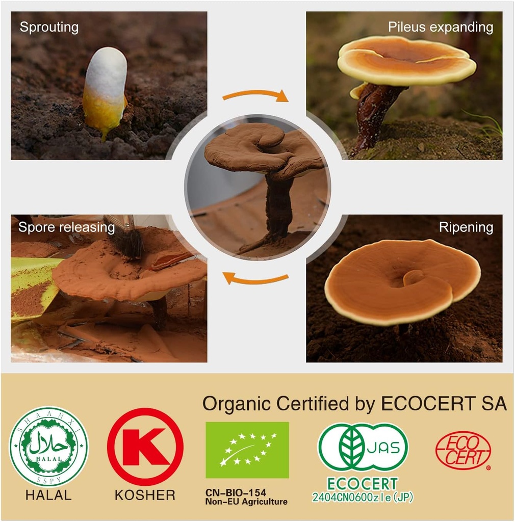 organic-reishi-mushroom-capsules-with-10-3.jpg