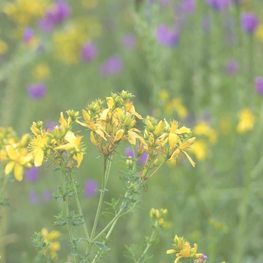 pure-original-ingredients-st-johns-wort--6.jpg