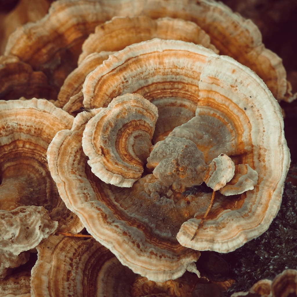 earthborn-elements-turkey-tail-mushroom--5.jpg