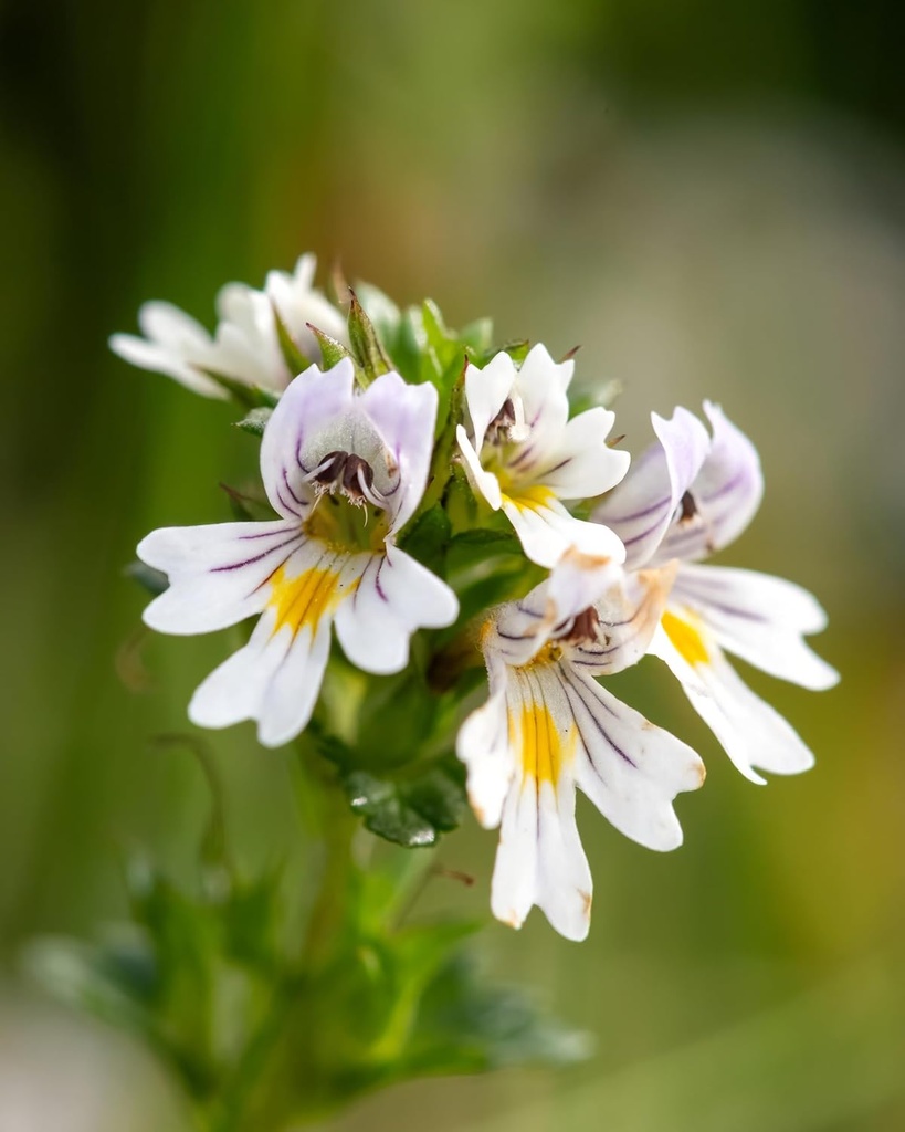 herb-pharm-certified-organic-eyebright-l-6.jpg