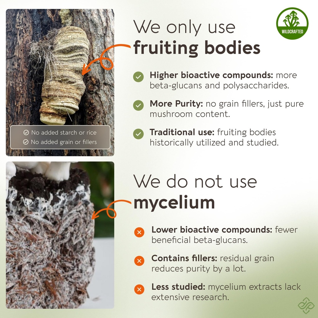 longevity-botanicals-agarikon-mushroom-p-5.jpg