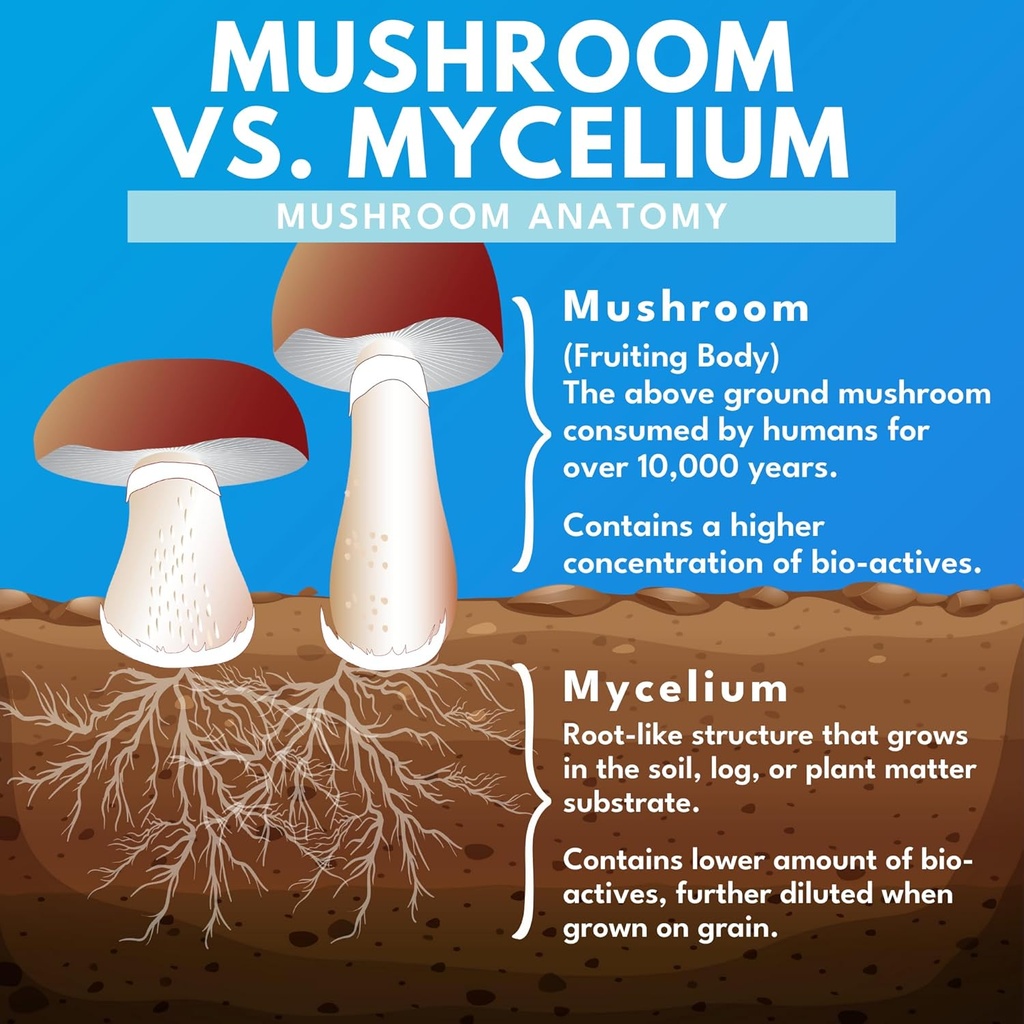 reishi-mushroom-capsules---100-fruiting--4.jpg