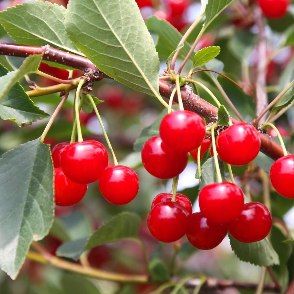 pure-original-ingredients-tart-cherry-ex-4.jpg