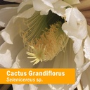 herb-pharm-cactus-grandiflorus-liquid-he-91coqufeA4L.jpg