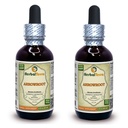 arrowroot-maranta-arundinacea-tincture-d-61VeZytyg3L.jpg
