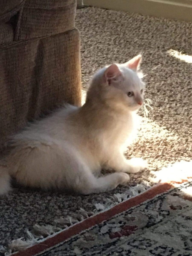i-love-my-pets-llc-cat-immune-booster-tr-3.jpg
