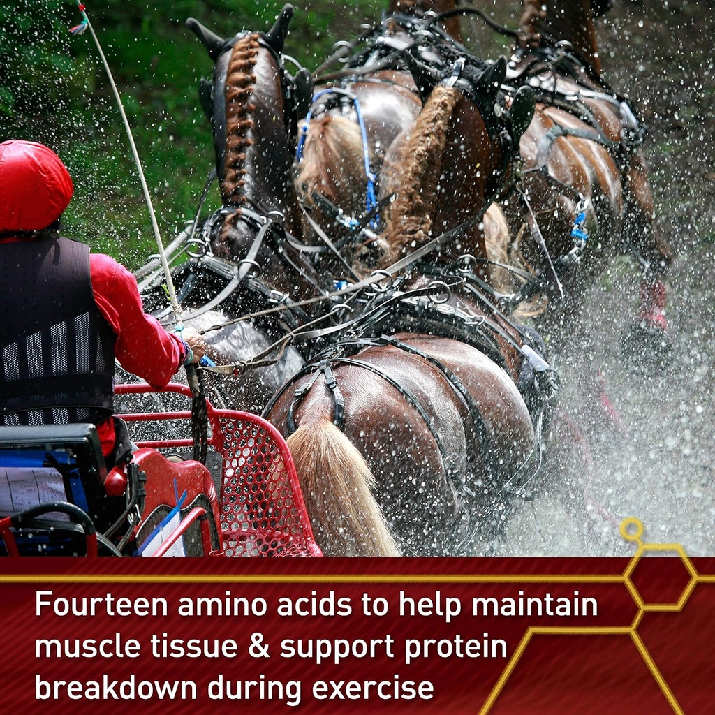 pro-accel-health-wellness-formula-horse--4.jpg