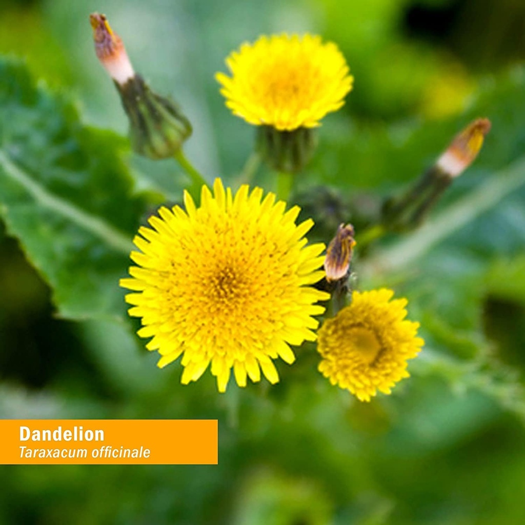 herb-pharm-certified-organic-dandelion-l-3.jpg