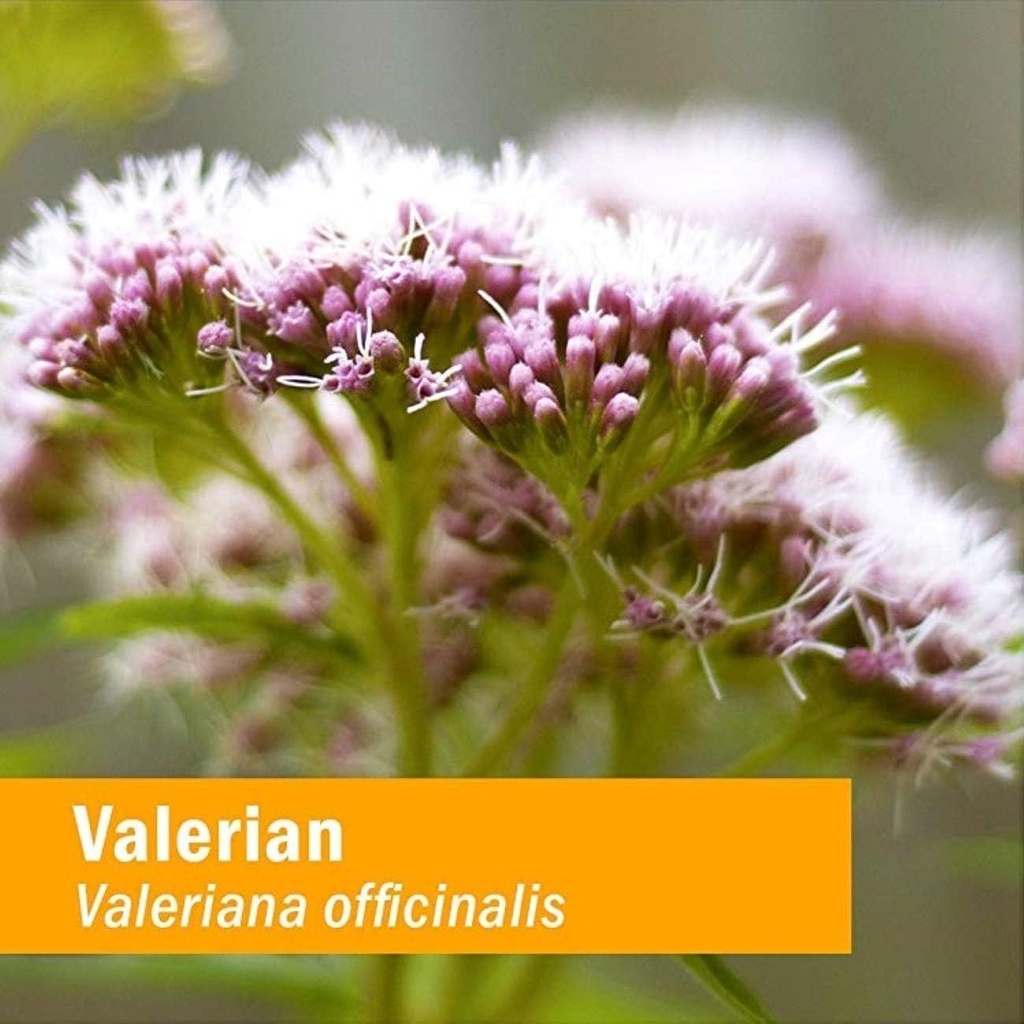 herb-pharm-certified-organic-valerian-ro-3.jpg