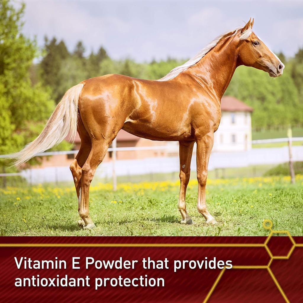 pro-e-5000-premium-quality-horse-vitamin-4.jpg