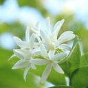 sewanti-kutaja-bark-powder---high-potenc-6.jpg