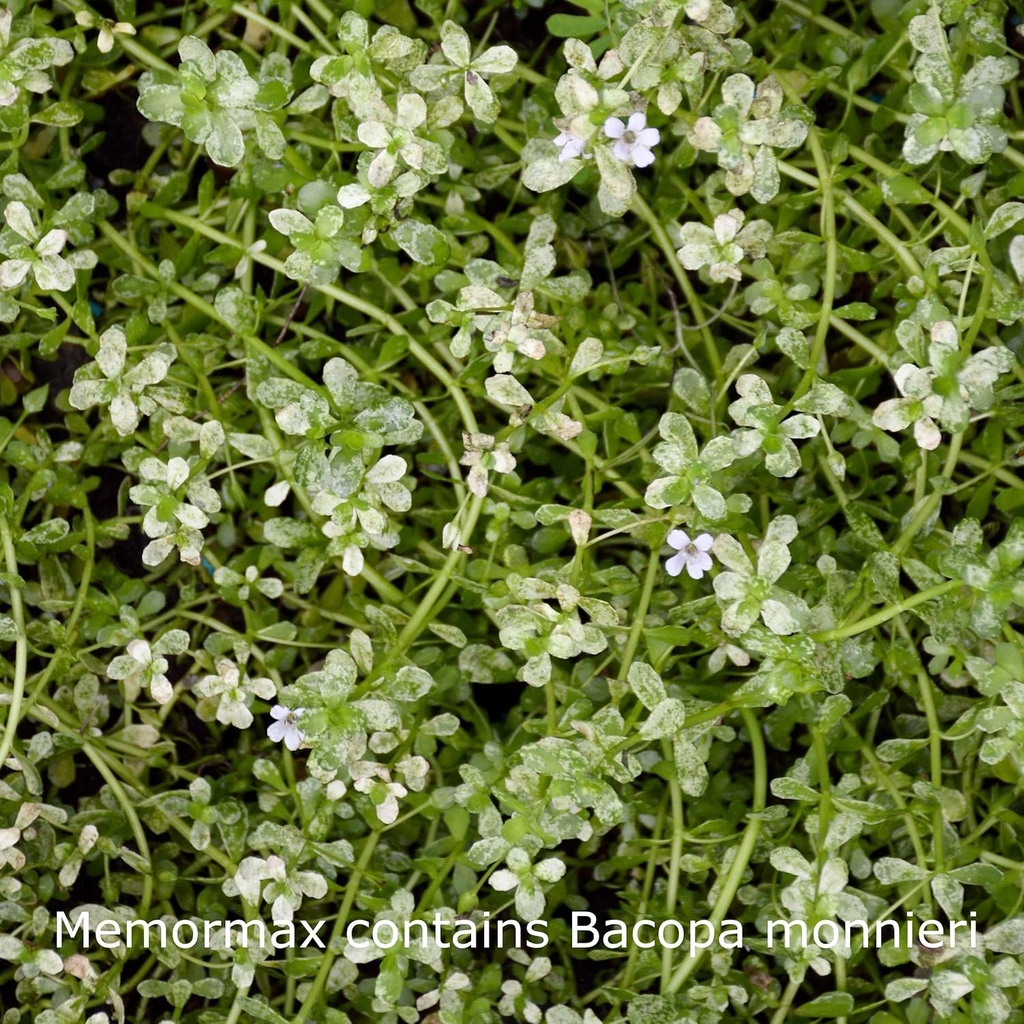 memormax-brain-supplement-for-memory-foc-5.jpg