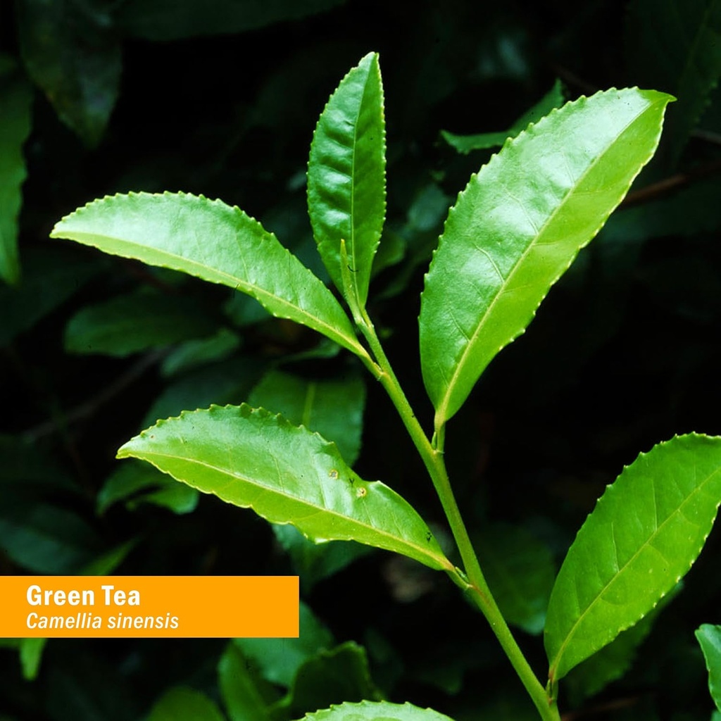 herb-pharm-certified-organic-green-tea-l-2.jpg