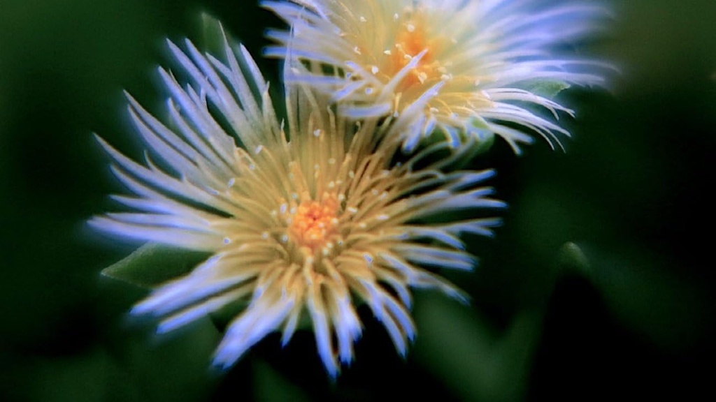 platinum-kannaflow-sceletium-tortuosum-k-5.jpg