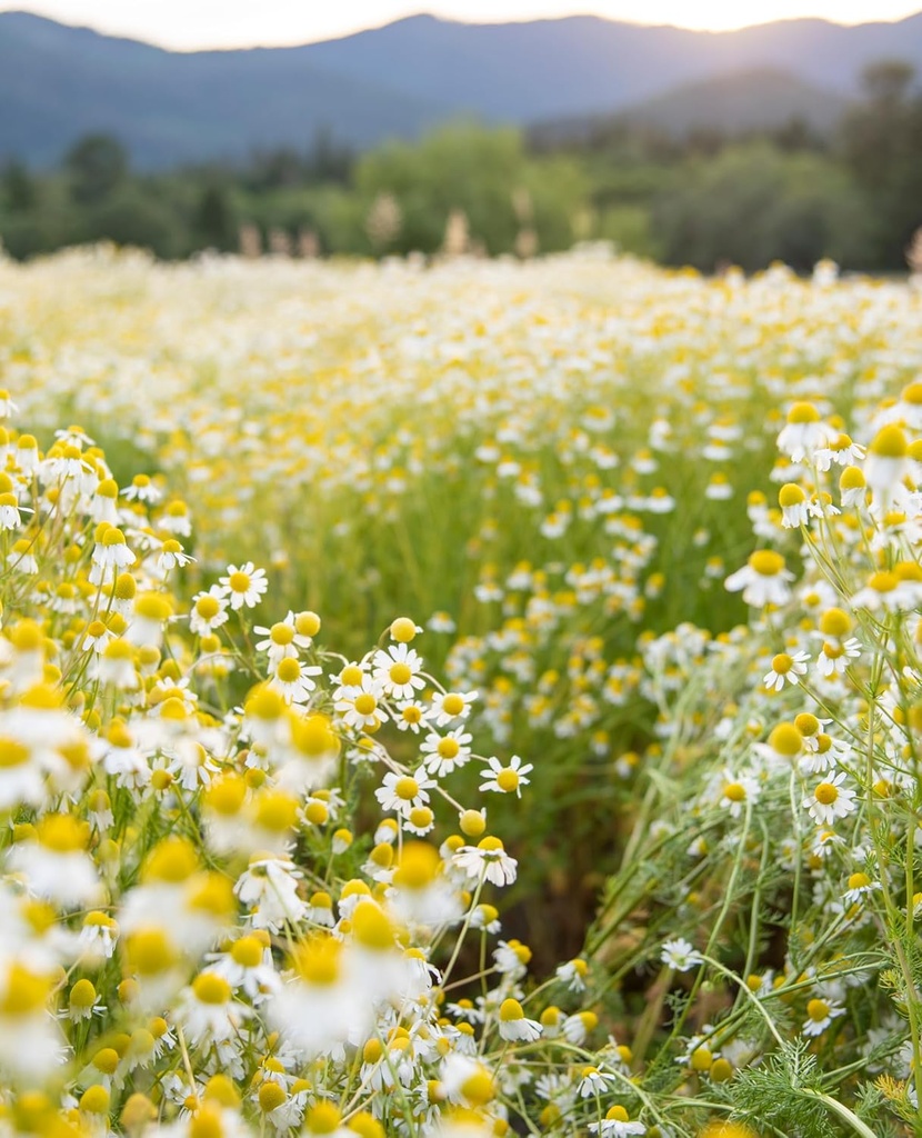 herb-pharm-certified-organic-chamomile-l-5.jpg