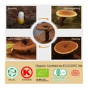 organic-reishi-mushroom-capsules-with-10-3.jpg