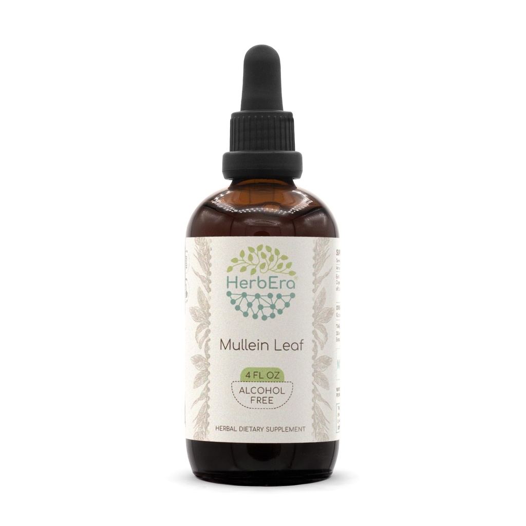 HerbEra Mullein Leaf B120 Alcohol-Free Herbal Extract Tincture, Super-Concentrated Mullein (Verbascum thapsus) Dried Leaf (4 fl oz)