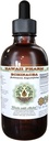 Echinacea Alcohol-Free Liquid Extract, Echinacea (Echinacea Angustifolia) Dried Root Glycerite Hawaii Pharm Natural Herbal Supplement 4 oz